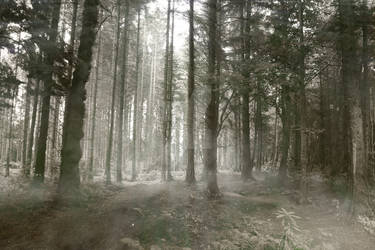 Eery Forest