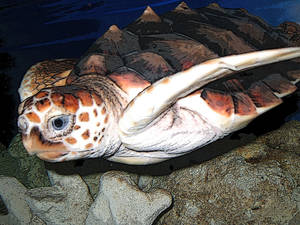 Seaturtle