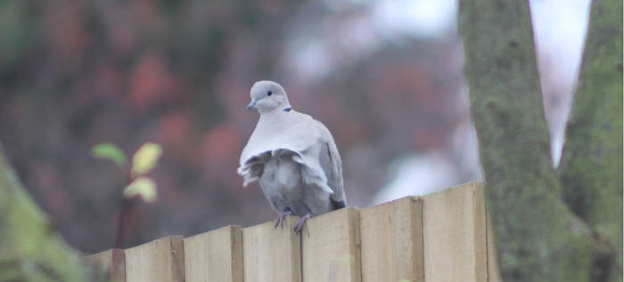 Funky Pidgeon