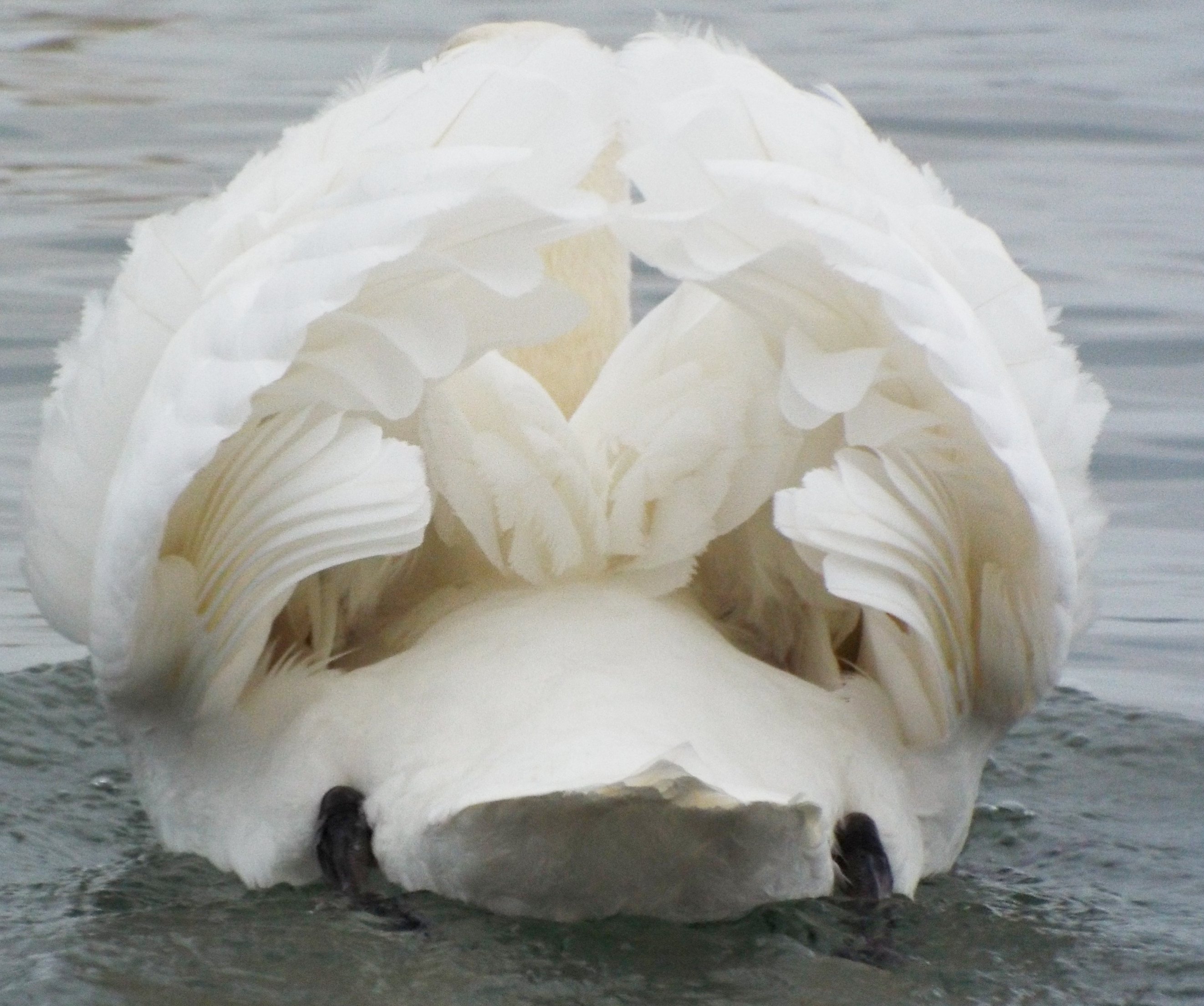 Majestic Swan butt