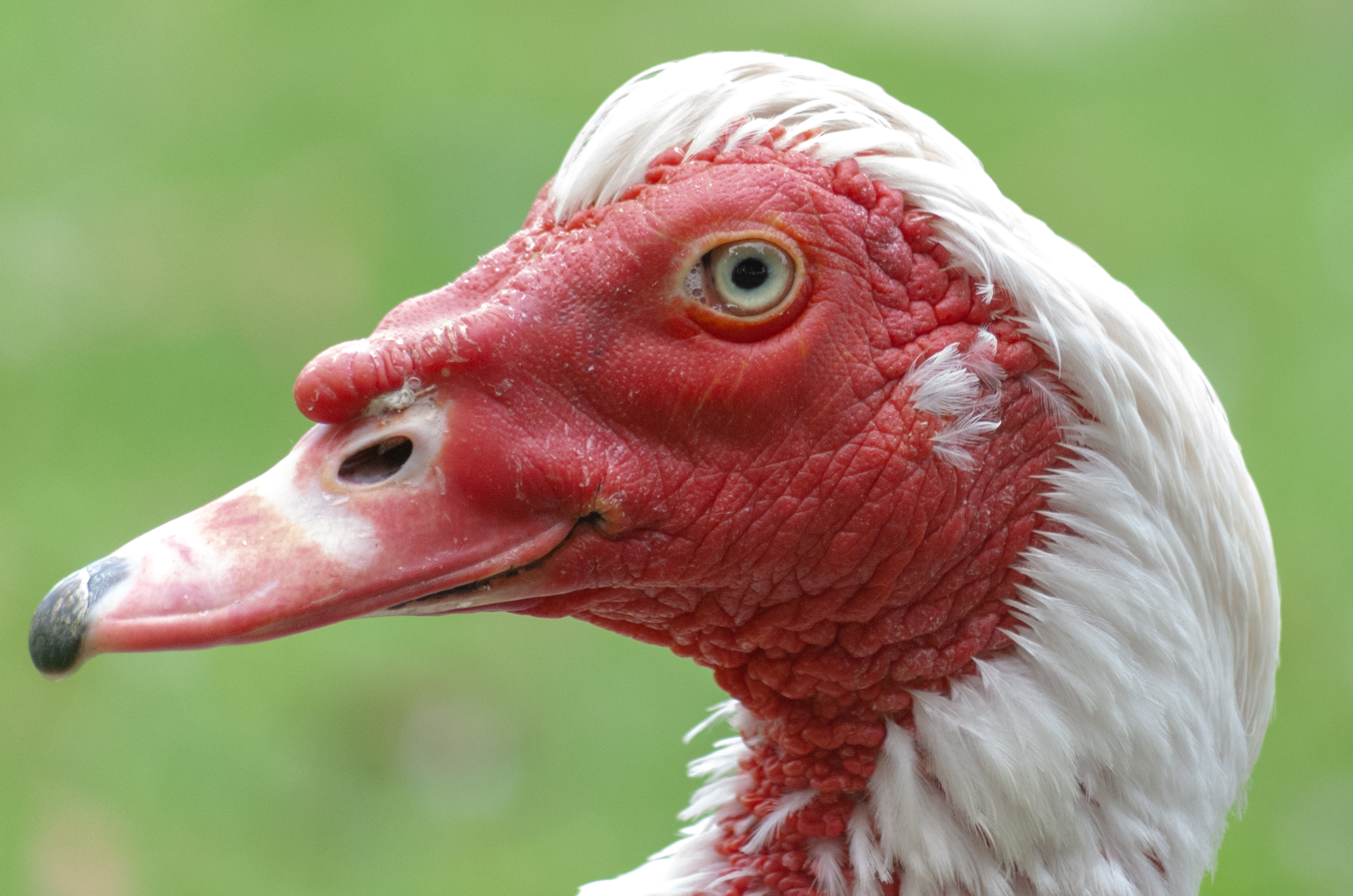 The Muscovy Duck by Yunners on DeviantArt