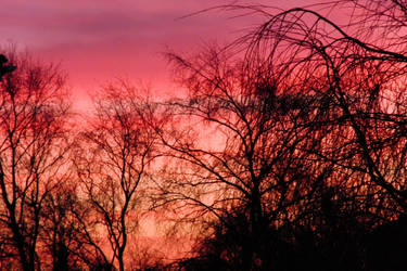 sunrise in the trees