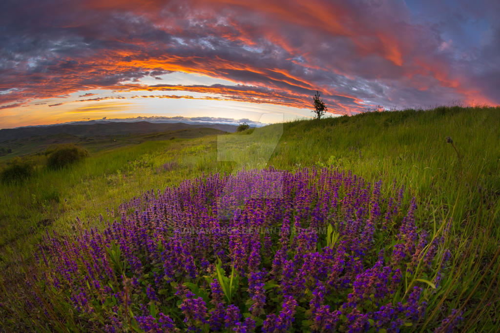 sunset with lavender