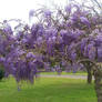 wisteria_purple_flower2