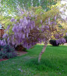 Wisteria_springtime_garden3 by GoblinStock