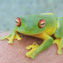 Green tree frog_I