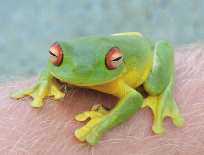 Green tree frog_I