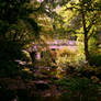 Forest bridge