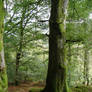 Forest_moss_trees_1