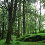 Ireland forest