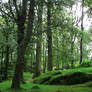 Ireland forest