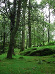 Ireland forest