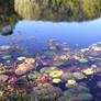 Water Plants_4