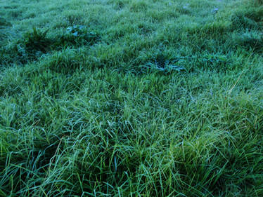 Frosty Pasture 3