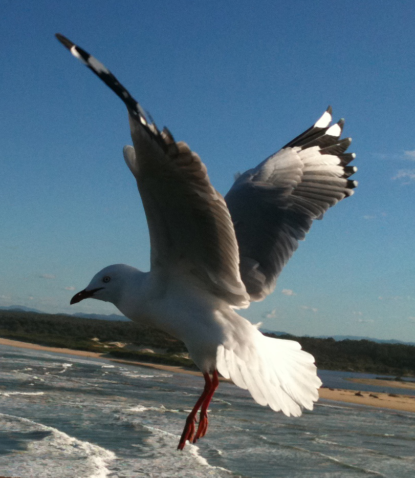 Seagull 8