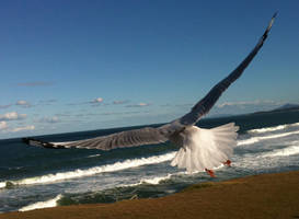 Seagull 17