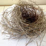 Nest 1