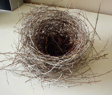 Nest 5