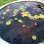 Lillypad Goldfish Pond 2