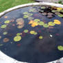 Lillypad Goldfish Pond 4