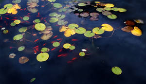 Lillypad Goldfish Pond 7