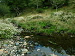 Meadow Creek 5