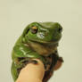 My Favorite Frog