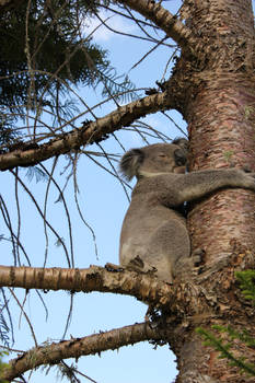 this Koala is up the wrong tree