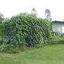 Shed Covered in Vines