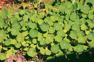 Nasturtium Foliage