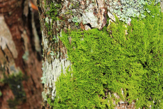 Moss and Lichen Texture on Tree