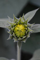 Sunflower after sunset