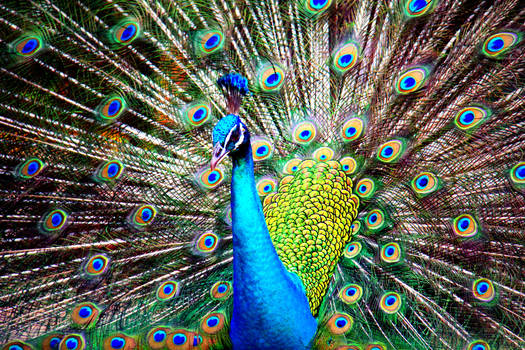 Peacock