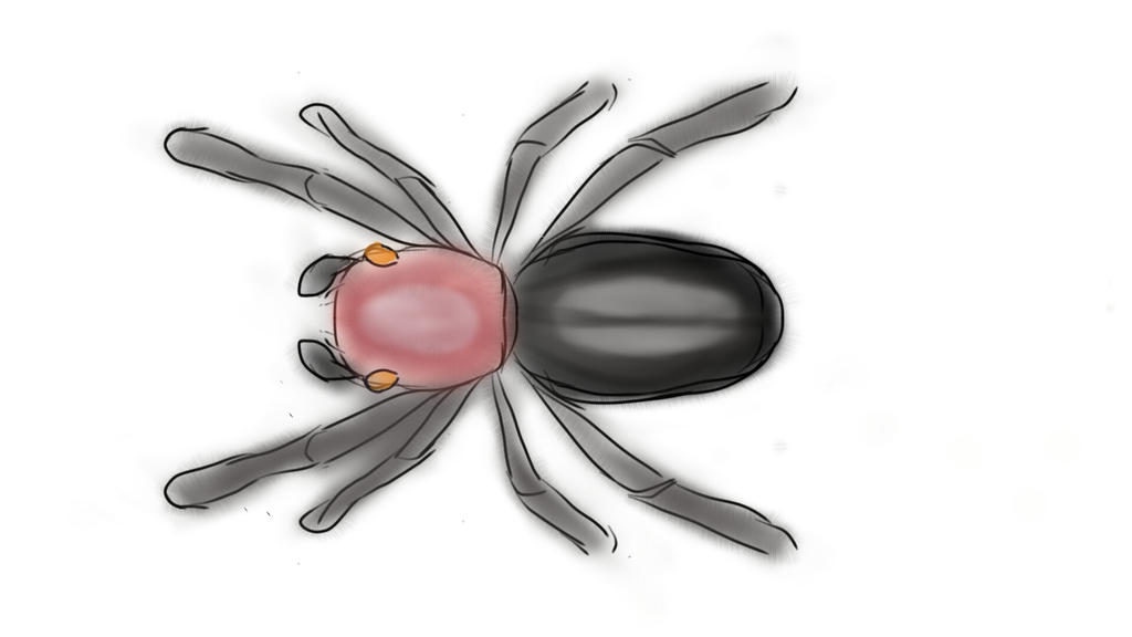 Spider Insect Deviantart Spider by EddyKine on DeviantArt