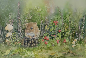 The Harvest Mouse.