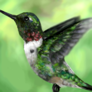 Hummingbird