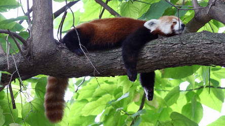Lazy-Day Red Panda
