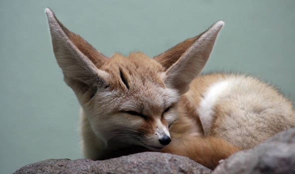 The Ever-Endearing Fennec Fox