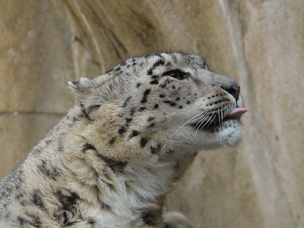 Let it snow... Leopards - 1