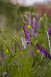 White butterfly