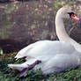 White Swan