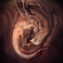 Alien Embryo