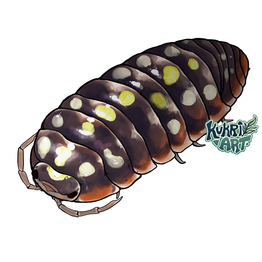 Clown Isopod by kukriart on DeviantArt
