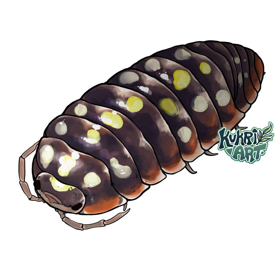 Clown Isopod by kukriart on DeviantArt