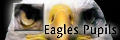 Eagles Pupil