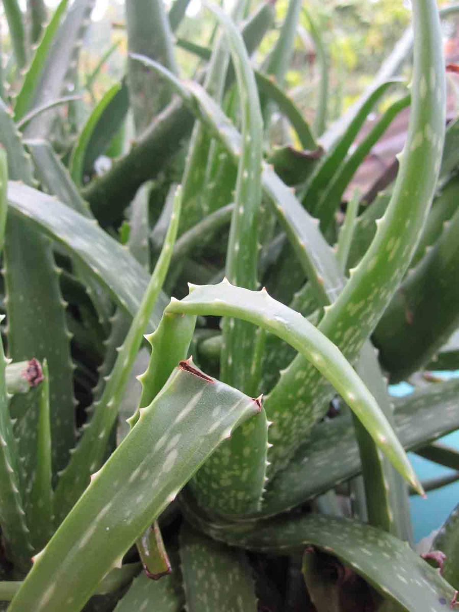 aloe vera