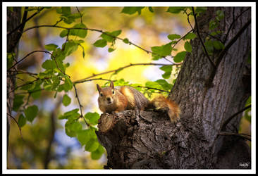 Little little squirrel