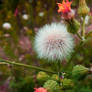 dandelion fuzz