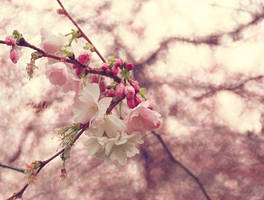 Spring Blossom