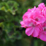 Pretty in Pink Geranium